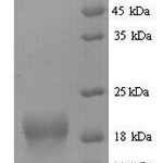 SDS-PAGE separation of QP7503 followed by commassie total protein stain results in a primary band consistent with reported data for Fragile histidine triad / FHIT. These data demonstrate Greater than 90% as determined by SDS-PAGE.