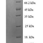 SDS-PAGE separation of QP7504 followed by commassie total protein stain results in a primary band consistent with reported data for Luc7-like protein 3. These data demonstrate Greater than 90% as determined by SDS-PAGE.