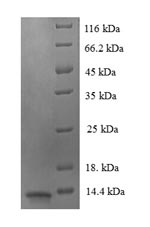 SDS-PAGE separation of QP7504 followed by commassie total protein stain results in a primary band consistent with reported data for Luc7-like protein 3. These data demonstrate Greater than 90% as determined by SDS-PAGE.