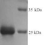 SDS-PAGE separation of QP7507 followed by commassie total protein stain results in a primary band consistent with reported data for Ribose-5-phosphate isomerase A. These data demonstrate Greater than 90% as determined by SDS-PAGE.