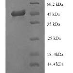 SDS-PAGE separation of QP7509 followed by commassie total protein stain results in a primary band consistent with reported data for Rotavirus A Intermed. capsid protein VP6. These data demonstrate Greater than 90% as determined by SDS-PAGE.