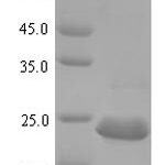 SDS-PAGE separation of QP7510 followed by commassie total protein stain results in a primary band consistent with reported data for Carbon storage regulator. These data demonstrate Greater than 90% as determined by SDS-PAGE.