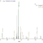 SEQUEST analysis of LC MS/MS spectra obtained from a run with QP7512 identified a match between this protein and the spectra of a peptide sequence that matches a region of ATP-dependent RNA helicase A.