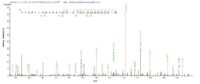 Additional SEQUEST analysis of the LC MS/MS spectra from QP7512 identified an additional between this protein and the spectra of another peptide sequence that matches a region of ATP-dependent RNA helicase A confirming successful recombinant synthesis.