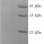 SDS-PAGE separation of QP7513 followed by commassie total protein stain results in a primary band consistent with reported data for Peroxisomal bifunctional enzyme. These data demonstrate Greater than 90% as determined by SDS-PAGE.