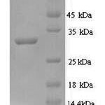 SDS-PAGE separation of QP7516 followed by commassie total protein stain results in a primary band consistent with reported data for Signal peptidase I. These data demonstrate Greater than 90% as determined by SDS-PAGE.