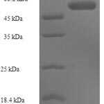 SDS-PAGE separation of QP7519 followed by commassie total protein stain results in a primary band consistent with reported data for ST3GAL3. These data demonstrate Greater than 90% as determined by SDS-PAGE.