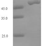 SDS-PAGE separation of QP7520 followed by commassie total protein stain results in a primary band consistent with reported data for MTHFD2. These data demonstrate Greater than 90% as determined by SDS-PAGE.