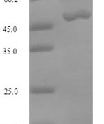 SDS-PAGE separation of QP7520 followed by commassie total protein stain results in a primary band consistent with reported data for MTHFD2. These data demonstrate Greater than 90% as determined by SDS-PAGE.