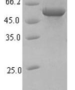 SDS-PAGE separation of QP7521 followed by commassie total protein stain results in a primary band consistent with reported data for Influenza A H1N1 (strain A / Hickox / 1940) Hemagglutinin. These data demonstrate Greater than 90% as determined by SDS-PAGE.