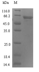 SDS-PAGE separation of QP7525 followed by commassie total protein stain results in a primary band consistent with reported data for Protein ABHD18. These data demonstrate Greater than 90% as determined by SDS-PAGE.