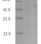 SDS-PAGE separation of QP7527 followed by commassie total protein stain results in a primary band consistent with reported data for Serine / threonine-protein kinase PAK 1. These data demonstrate Greater than 90% as determined by SDS-PAGE.