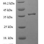 SDS-PAGE separation of QP7530 followed by commassie total protein stain results in a primary band consistent with reported data for Peptidyl-tRNA hydrolase ICT1