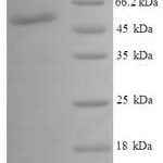 SDS-PAGE separation of QP7531 followed by commassie total protein stain results in a primary band consistent with reported data for UDP-glucose 4-epimerase. These data demonstrate Greater than 90% as determined by SDS-PAGE.