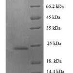 SDS-PAGE separation of QP7536 followed by commassie total protein stain results in a primary band consistent with reported data for CCL14 / HCC-1 / HCC-3. These data demonstrate Greater than 90% as determined by SDS-PAGE.