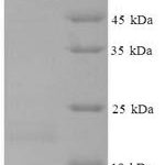 SDS-PAGE separation of QP7538 followed by commassie total protein stain results in a primary band consistent with reported data for Kynurenine--oxoglutarate transaminase 1. These data demonstrate Greater than 90% as determined by SDS-PAGE.