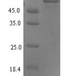 SDS-PAGE separation of QP7545 followed by commassie total protein stain results in a primary band consistent with reported data for Proteasomal ubiquitin receptor ADRM1. These data demonstrate Greater than 90% as determined by SDS-PAGE.