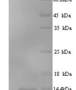 SDS-PAGE separation of QP7546 followed by commassie total protein stain results in a primary band consistent with reported data for Ubiquitin-like protein SMT3. These data demonstrate Greater than 90% as determined by SDS-PAGE.