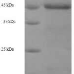 SDS-PAGE separation of QP7547 followed by commassie total protein stain results in a primary band consistent with reported data for Baculoviral IAP repeat-containing protein 1. These data demonstrate Greater than 90% as determined by SDS-PAGE.