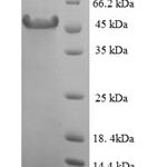 SDS-PAGE separation of QP7549 followed by commassie total protein stain results in a primary band consistent with reported data for Hyaluronan-binding protein 2. These data demonstrate Greater than 90% as determined by SDS-PAGE.