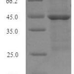 SDS-PAGE separation of QP7550 followed by commassie total protein stain results in a primary band consistent with reported data for Hyaluronan-binding protein 2. These data demonstrate Greater than 90% as determined by SDS-PAGE.