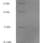 SDS-PAGE separation of QP7552 followed by commassie total protein stain results in a primary band consistent with reported data for Septin-2. These data demonstrate Greater than 90% as determined by SDS-PAGE.