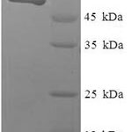 SDS-PAGE separation of QP7553 followed by commassie total protein stain results in a primary band consistent with reported data for Transcriptional enhancer factor TEF-3. These data demonstrate Greater than 80% as determined by SDS-PAGE.