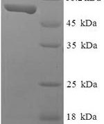 SDS-PAGE separation of QP7553 followed by commassie total protein stain results in a primary band consistent with reported data for Transcriptional enhancer factor TEF-3. These data demonstrate Greater than 80% as determined by SDS-PAGE.