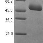 SDS-PAGE separation of QP7559 followed by commassie total protein stain results in a primary band consistent with reported data for Mucosal addressin cell adhesion molecule 1. These data demonstrate Greater than 80% as determined by SDS-PAGE.