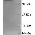 SDS-PAGE separation of QP7562 followed by commassie total protein stain results in a primary band consistent with reported data for Myosin-binding protein C