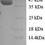 SDS-PAGE separation of QP7563 followed by commassie total protein stain results in a primary band consistent with reported data for ELAV-like protein 3. These data demonstrate Greater than 90% as determined by SDS-PAGE.