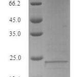 SDS-PAGE separation of QP7565 followed by commassie total protein stain results in a primary band consistent with reported data for Lymphocyte antigen 6E. These data demonstrate Greater than 90% as determined by SDS-PAGE.