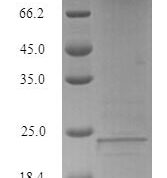 SDS-PAGE separation of QP7565 followed by commassie total protein stain results in a primary band consistent with reported data for Lymphocyte antigen 6E. These data demonstrate Greater than 90% as determined by SDS-PAGE.