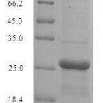 SDS-PAGE separation of QP7566 followed by commassie total protein stain results in a primary band consistent with reported data for Guanylate kinase. These data demonstrate Greater than 90% as determined by SDS-PAGE.