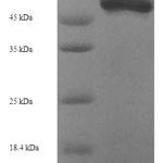 SDS-PAGE separation of QP7571 followed by commassie total protein stain results in a primary band consistent with reported data for Fibroleukin. These data demonstrate Greater than 90% as determined by SDS-PAGE.