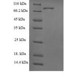 SDS-PAGE separation of QP7572 followed by commassie total protein stain results in a primary band consistent with reported data for BRISC complex subunit Abro1. These data demonstrate Greater than 90% as determined by SDS-PAGE.