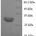 SDS-PAGE separation of QP7577 followed by commassie total protein stain results in a primary band consistent with reported data for POU domain class 2-associating factor 1. These data demonstrate Greater than 90% as determined by SDS-PAGE.