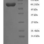 SDS-PAGE separation of QP7578 followed by commassie total protein stain results in a primary band consistent with reported data for UTP--glucose-1-phosphate uridylyltransferase. These data demonstrate Greater than 90% as determined by SDS-PAGE.