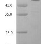 SDS-PAGE separation of QP7580 followed by commassie total protein stain results in a primary band consistent with reported data for Deoxyribonuclease gamma. These data demonstrate Greater than 90% as determined by SDS-PAGE.