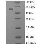 SDS-PAGE separation of QP7585 followed by commassie total protein stain results in a primary band consistent with reported data for Histone-binding protein RBBP7. These data demonstrate Greater than 90% as determined by SDS-PAGE.