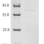 SDS-PAGE separation of QP7586 followed by commassie total protein stain results in a primary band consistent with reported data for MART-1 / MLANA. These data demonstrate Greater than 90% as determined by SDS-PAGE.