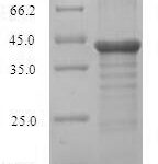 SDS-PAGE separation of QP7593 followed by commassie total protein stain results in a primary band consistent with reported data for Protein unc-119 homolog A. These data demonstrate Greater than 90% as determined by SDS-PAGE.