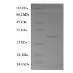 SDS-PAGE separation of QP7594 followed by commassie total protein stain results in a primary band consistent with reported data for Coactosin-like protein. These data demonstrate Greater than 90% as determined by SDS-PAGE.