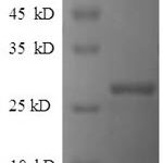 SDS-PAGE separation of QP7597 followed by commassie total protein stain results in a primary band consistent with reported data for IHH. These data demonstrate Greater than 90% as determined by SDS-PAGE.