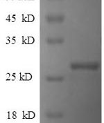 SDS-PAGE separation of QP7597 followed by commassie total protein stain results in a primary band consistent with reported data for IHH. These data demonstrate Greater than 90% as determined by SDS-PAGE.