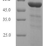 SDS-PAGE separation of QP7598 followed by commassie total protein stain results in a primary band consistent with reported data for INPP5A. These data demonstrate Greater than 90% as determined by SDS-PAGE.