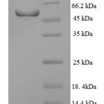 SDS-PAGE separation of QP7599 followed by commassie total protein stain results in a primary band consistent with reported data for NR1I3. These data demonstrate Greater than 90% as determined by SDS-PAGE.