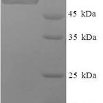 SDS-PAGE separation of QP7605 followed by commassie total protein stain results in a primary band consistent with reported data for SMARCB1. These data demonstrate Greater than 90% as determined by SDS-PAGE.