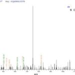 SEQUEST analysis of LC MS/MS spectra obtained from a run with QP7606 identified a match between this protein and the spectra of a peptide sequence that matches a region of Secretory phospholipase A2 receptor.