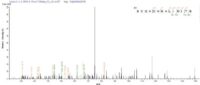 SEQUEST analysis of LC MS/MS spectra obtained from a run with QP7606 identified a match between this protein and the spectra of a peptide sequence that matches a region of Secretory phospholipase A2 receptor.